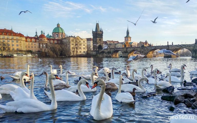Labutí plavou v řece Vltava.