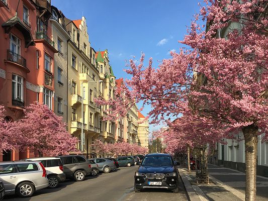 Krásné rozkvétací stromy na Vinohradech.